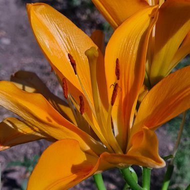 Modern dünyada güzel ve sıradışı çiçekler 