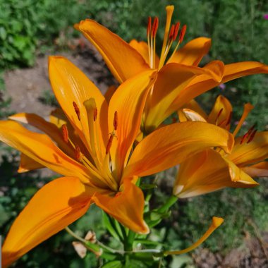 Modern dünyada güzel ve sıradışı çiçekler 