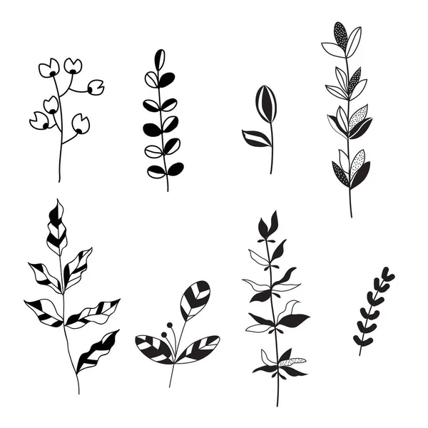 Vector Design Elements Set Collection Black White Leaves Herbs Art — Stock Vector