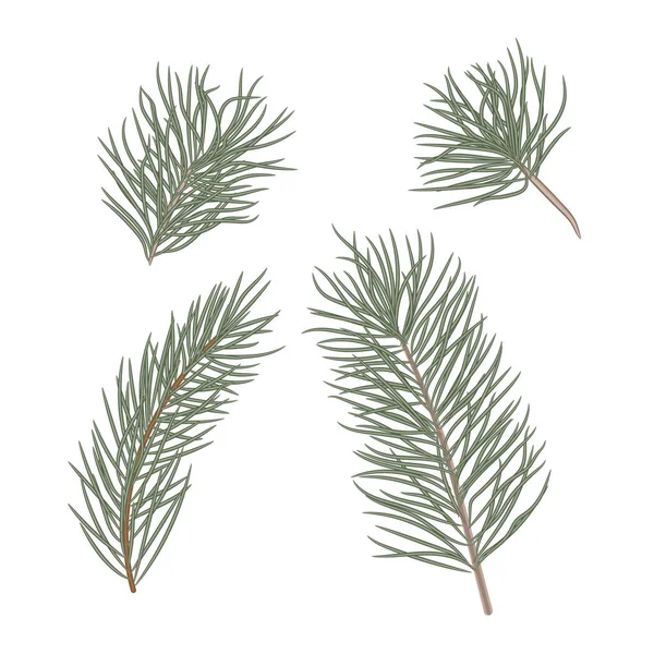 Vánoční Stromek Větve Pro Vánoční Výzdobu Detail Pobočky Kolekce Borových — Stockový vektor
