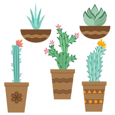 Çiçek ve bitki için tencerede kaktüs çiçek. Parlak kaktüsler, aloe