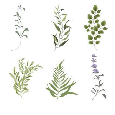 Vektör elemanları orman eğrelti otu seti, tropikal yeşil okaliptüs gr