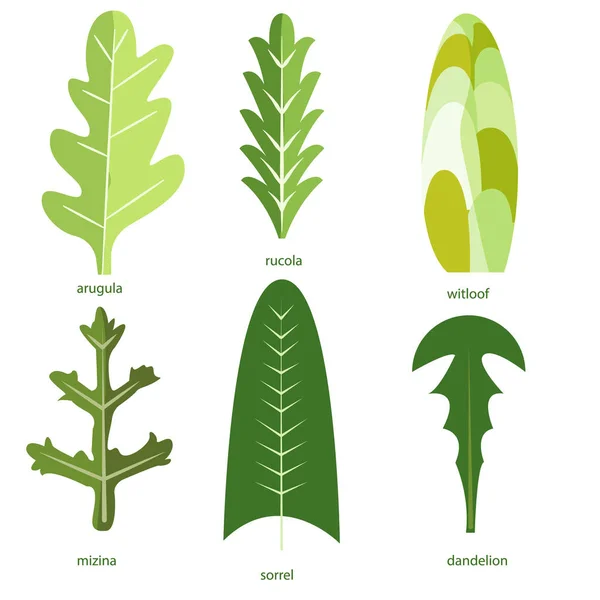 Συλλογή πράσινων φυτών. Πακέτο νόστιμα λαχανικά και σαλάτα — Διανυσματικό Αρχείο