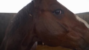 At suratı ve gözler yakın plan. Ağır çekimde dengeli bir bebek at çiftliğinde tek bir aygır üzerinde çekim yapıyor. Kahverengi atın yüzüne ve at ahırına yakın durun..