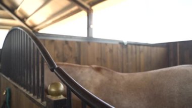 At ahırlarında kahverengi ve beyaz atın yüzüne ve gözüne yaklaş. Ağır çekimde dengeli bir bebek at çiftliğinde tek bir aygır üzerinde çekim yapıyor. 