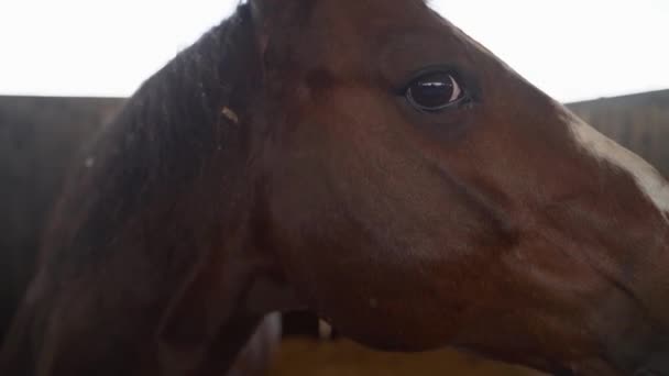 Horse face and eyes close-up. slow motion stable dolly moving shot in a horse farm at single stallion. Close up on brown horse face and eye at horse stables. — Stock Video