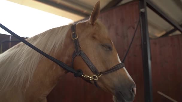 Close up on brown and white horse face and eye at horse stables. slow motion stable dolly moving shot in a horse farm at single stallion — Stock Video