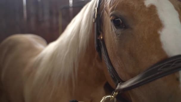 Gros plan sur le visage et les yeux des chevaux bruns et blancs dans les écuries. ralenti stable dolly déplacement coup de feu dans une ferme de chevaux à un seul étalon 
