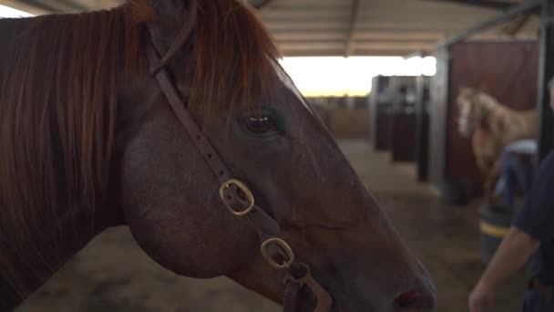 Zblízka na hnědé a bílé koně tvář a oko v koňských stájích. pomalý pohyb stabilní Dolly pohybující se výstřel na koňské farmě na jednoho hřebce — Stock video