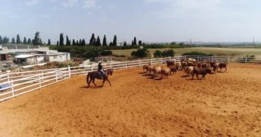 Bir at çiftliğindeki sığır sürüsünün üstündeki hava aracı. Çiftlikteki aygır üzerindeki kovboy adam çiftlik arazilerinde evcil hayvanlara öncülük ediyor. Sığır eti ve inek endüstrisi konsepti