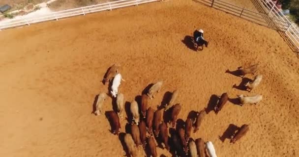 Letecký dron nad stádem krav na ranči koňské farmy. Kovboj na hřebci na ranči, který vede domácí zvířata na farmě. Hovězí a kravský průmysl koncept — Stock video