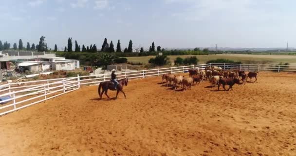 Een drone boven een kudde koeien in een paardenboerderij. Cowboy man op hengst op ranch leidt huisdieren in landbouwgrond. Begrip "rundvlees- en koeiensector" — Stockvideo