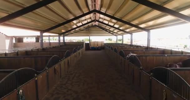 Inside view or horse stallion barn ranch. Aerial dolly shot at daytime in horses farmhouse at countryside. Trained equestrian stall waiting in rooftop shelter — Stock Video