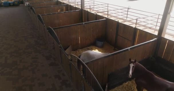 Vue intérieure ou ranch d'écurie. Poupée aérienne prise de vue de jour dans une ferme de chevaux à la campagne. Cabine équestre entraînée en attente dans un abri sur le toit — Video