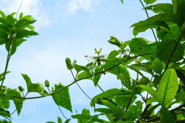 Tutku meyvesi yaprağı bitki arka planı