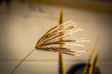 çiçek çimi güneş ışığı yakın plan