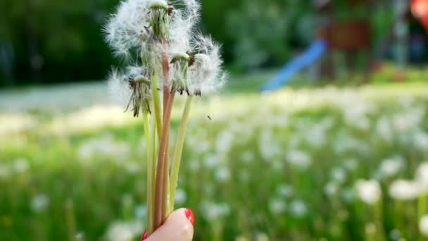 Semillas Diente León Volador Cámara Lenta Día Soleado Concepto Ensueño — Vídeos de Stock