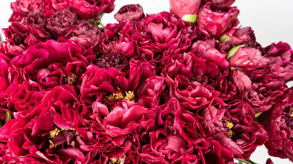 Beautiful Dark Pink Roses Close Macro Shot — Stock Photo, Image