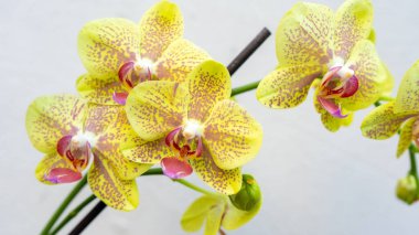 Sarı orkide makrosu beyaz arka planda izole edilmiş. Güzel orkide çiçeklerini kapat..