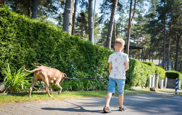 Küçük çocuk köpeğini yalnız başına gezdiriyor. Rhodesian Ridgeback 'li sevimli çocuk güneşli bir günde mahallesinde..