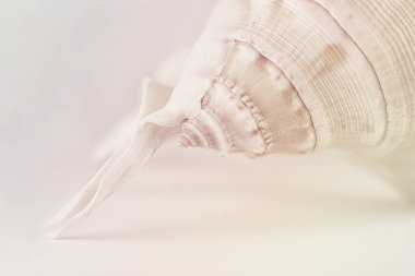 Beyaz arka planda güzel bej deniz kabuğu. Pastel renkli. Sanatsal fotoğrafçılık. Seçici odaklanma. Makro