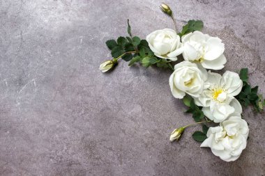 Gri bir arkaplanda, metin için alanı olan yaratıcı yeşillik düzeni. Beyaz güller. Yaprak ve çiçek çerçevesi. Çiçek arkaplan. Yukarıdan görüntüle
