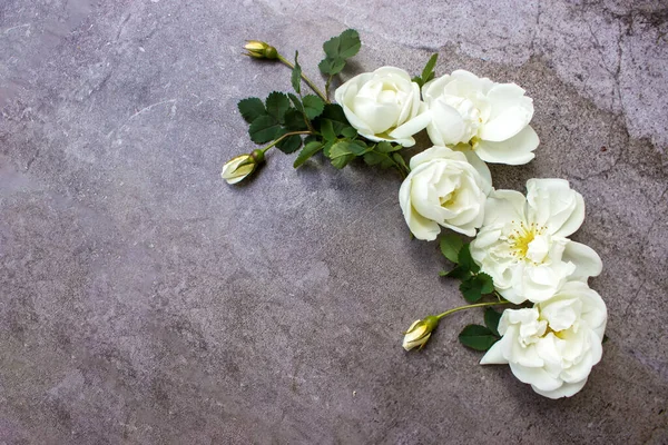 Düz yatıyordu, üst manzara gri arkaplanda beyaz gül çiçekleri olan çiçek kompozisyonu oluşturuyordu. Günlük ya da sosyal medya kahraman şablonu