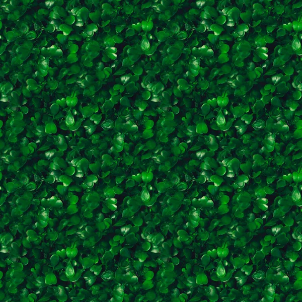 Patrón Sin Costuras Verde Hierba Textura Fondo Starweed Winterweed Chickweed — Foto de Stock