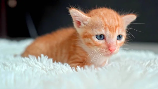 Маленький Оранжевый Котенок Британской Породы Полосатый Красота — стоковое фото