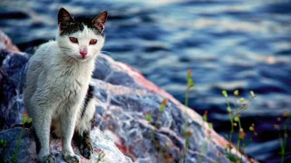 Katze Sitzt Auf Felsen Meer — Stockfoto