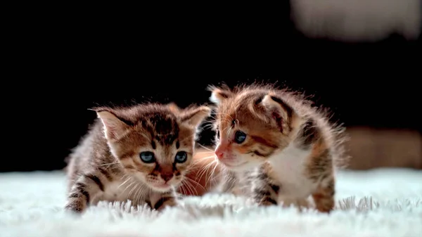 Two Cute Little Kittens Together Fluffy Carpet — Stock Photo, Image
