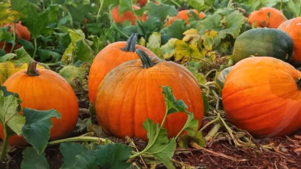 Pumpkins in a Pumpkin Patch, Pumpkin field in Ventura, Californa, USA