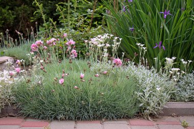 Çalı karanfilleri kaldırım kenarına dikilir, Mayıs-Haziran aylarında pembe çiçekler açar.