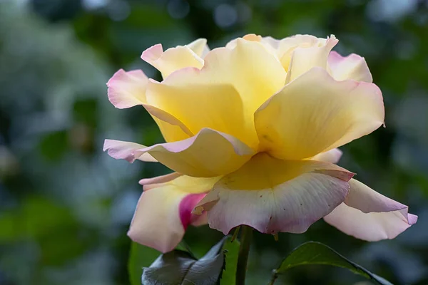 Rosa Amarilla Grande Que Crece Jardín —  Fotos de Stock