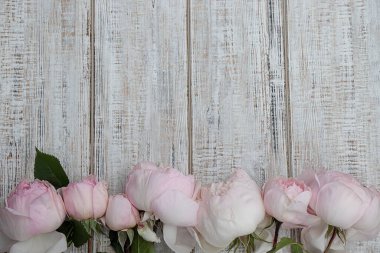 Tahta arka planda pembe güllerin güzel tomurcukları