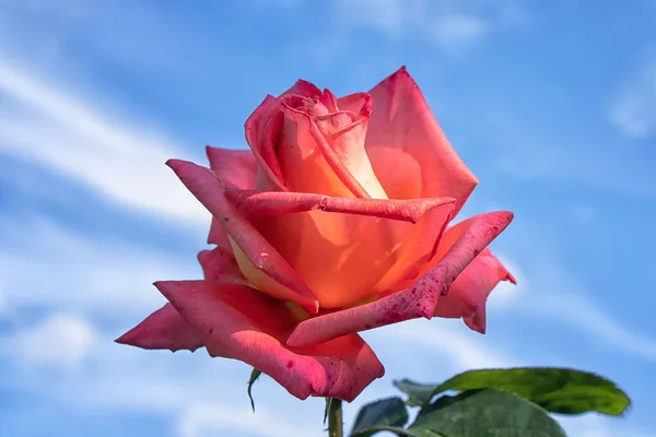 Большая Красная Роза Фоне Синего Неба — стоковое фото