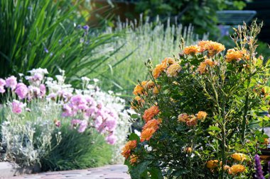 Bahçede yetişen gür gül çalısı.
