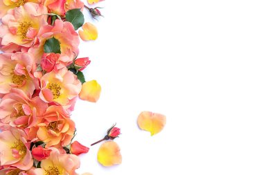 Beyaz arka planda tomurcukları olan bir sürü küçük gül