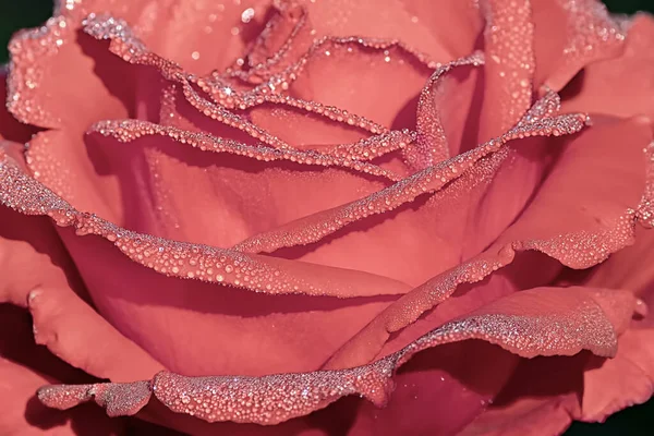 Grandes Pétalas Rosa Vermelha Cobertas Com Orvalho Manhã — Fotografia de Stock