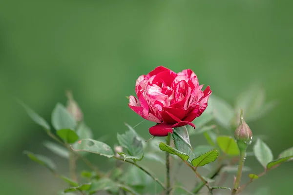 A small red-and-white rose on the green background of the garden