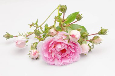 Küçük tomurcukları ve beyaz arka planda yaprakları olan güzel pembe bir gül.