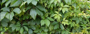 Bahçeye çit ören küçük ve büyük üzüm yaprakları.