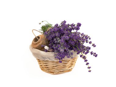 Beyaz arka planda sepette lavanta ve lavanta yağı.