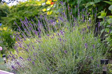 Bahçede yetişen kokulu lavanta çalısı.