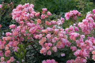 Bahçede yetişen büyük bir gül çalısı.