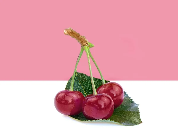 Érett Bor Zöld Levelekkel Fehér Rózsaszín Alapon — Stock Fotó