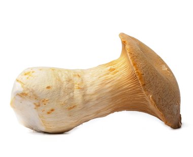 Beyaz arka planda taze ve kullanışlı şampiyon mantarları.