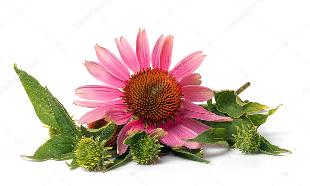 flower of medicinal echinacea plant on white background