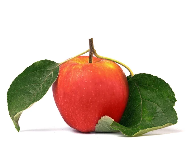 Rött Äpple Gren Med Blad Vit Bakgrund — Stockfoto