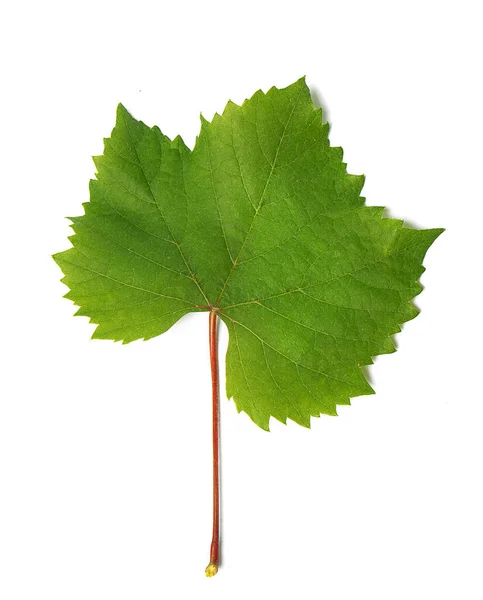 Beyaz Arkaplanda Yeşil Taze Üzüm Yaprağı — Stok fotoğraf